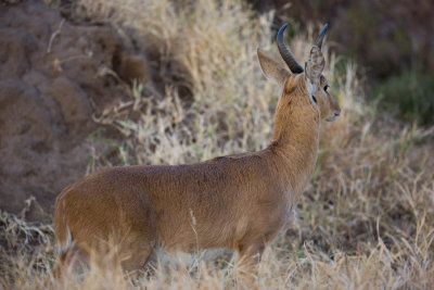 My only in-focus shot of a Reedbuck, and our only sighting of one.