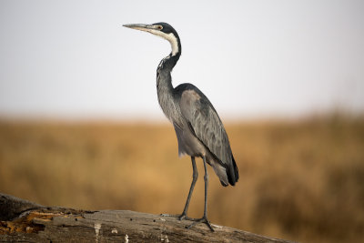 A Black-headed Heron at dusk.