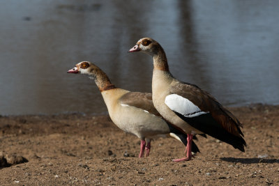 Egyptian Geese in the morning.
