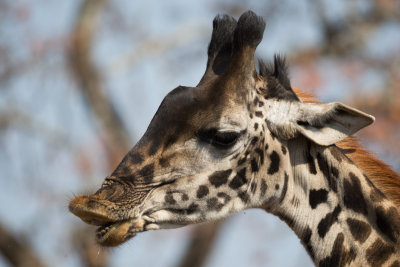 Giraffe closeup, goofy looking mouth.