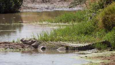 Big Croc in the distance.