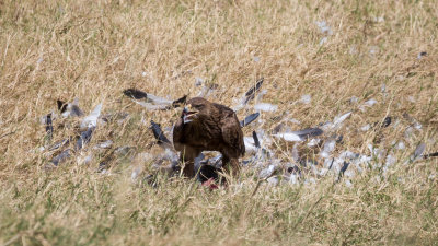 An eagle with a fresh Black-headed Heron kill.