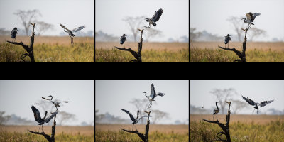 This looks like a nice branch, I think I'll land here NO YOU WONT Oh shit, okay, never mind!