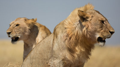 Posing lions.