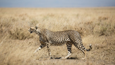 NEVERMIND!  Cheetahs by the side of the road...