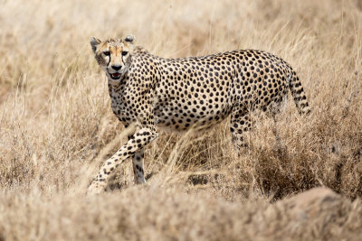 Cheetah on the move.