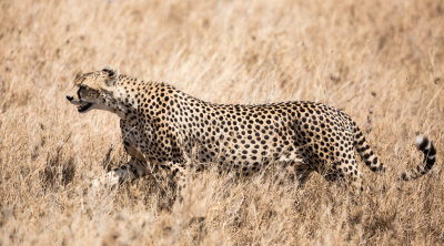 Cheetah in the grass.