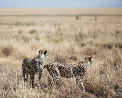 Sibling cheetahs staring down some Hartebeest in the distance.