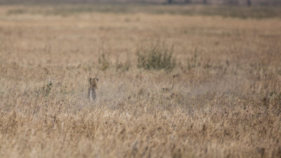 Yeah the cheetah was still learning and didn't get any result from this one.