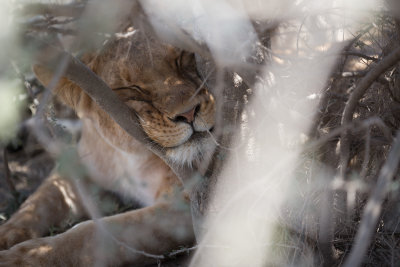 Sleepy lion using a tree as a pillow!