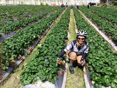 Strawberry fields outside Taitung