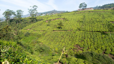 Munnar is famous for its tea plantations