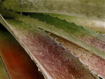 AGAVE