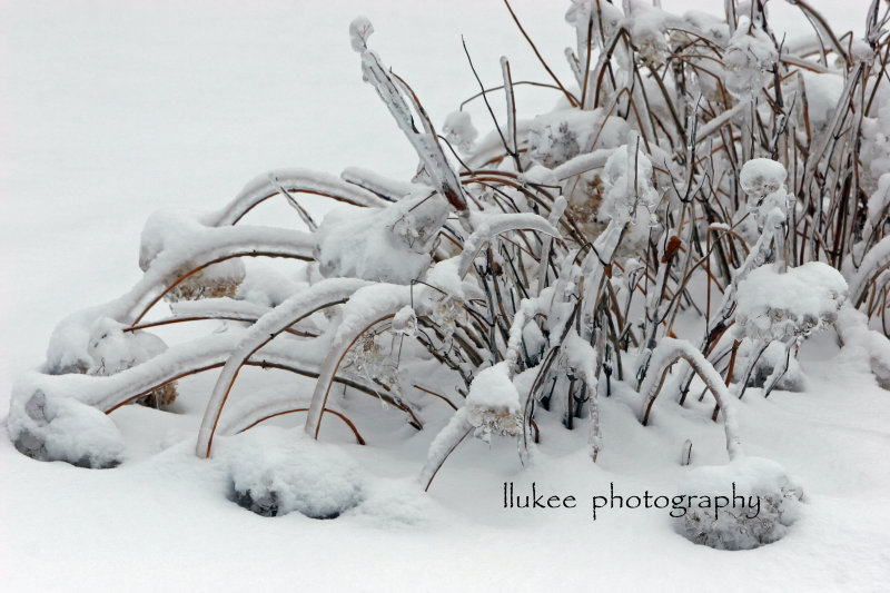 IMG_8960 copy2.jpg