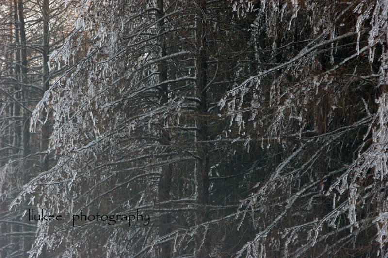 IMG_9380 copy.jpg
