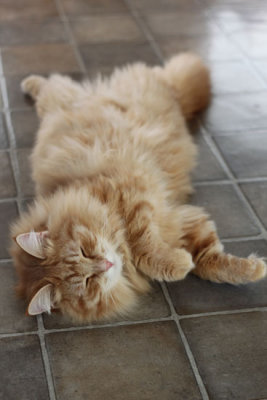sover