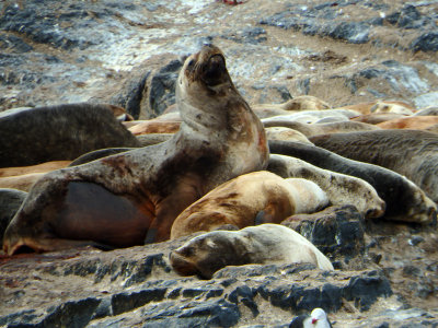 47 Sea Lions.jpg