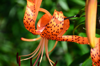  Tiger Lily