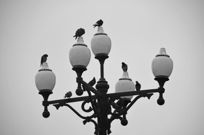  Birds on a lamp post