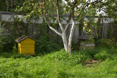 Beehives in the garden