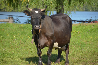 Mandrogl cow 31 Aug 13