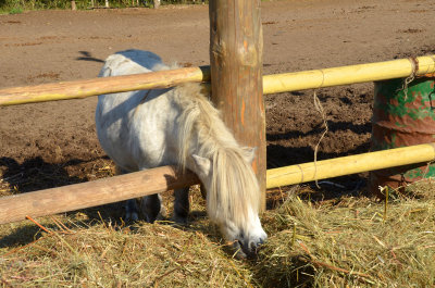  Ponies on Mandrogl