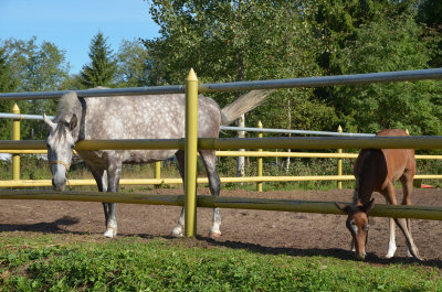 Foal enjoying lunch