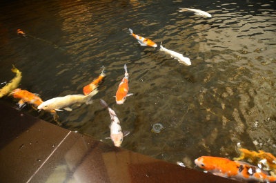  Koi in the hotels indoor pond