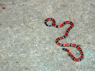 Snake was found while we were walking around the favela