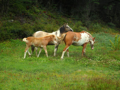 Family of horses