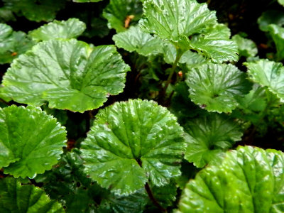 Plants we encountered on the long trek down the mountain