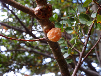 Plants we encountered on the long trek down the mountain