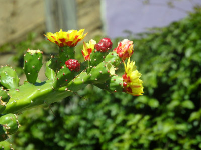 Flowering cactus 17 February, 2016