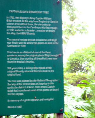 Info sign - Captain Bligh's breadfruit tree