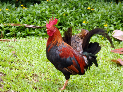 Colourful rooster