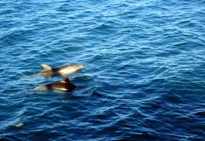 Dolphins - our first encounter on our tour around the Bay of Islands