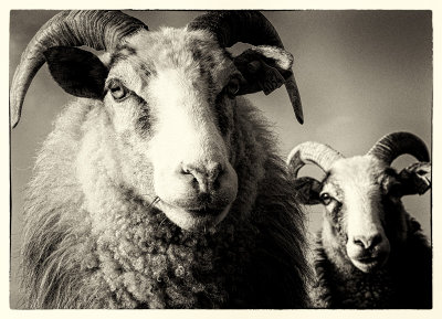 Two sheep close
