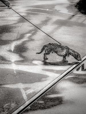 Dog tracks, Stockholm
