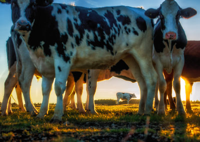 Sheep, cows and horses