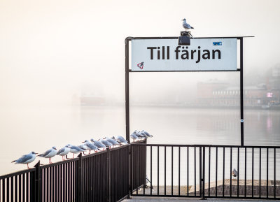 Stockholm ferry