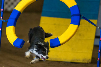 dog_agility