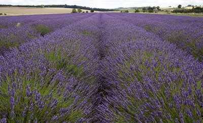 Lavender fields, Snowshill