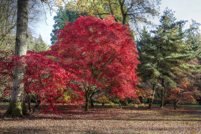 Westonbirt Arbouretum