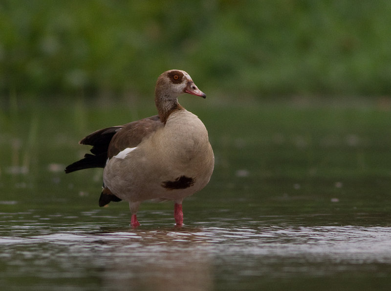 Egyptian Goose (IMG_2128)