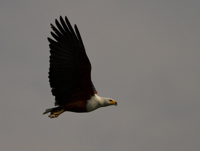 African Fish Eagle (IMG_2422)
