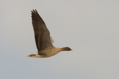 Spetsbergsgs  [Pink-footed Goose] (IMG_5189)