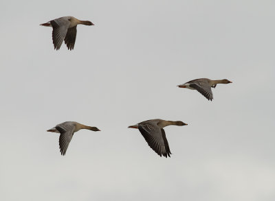 Spetsbergsgs  [Pink-footed Goose] (IMG_5310)