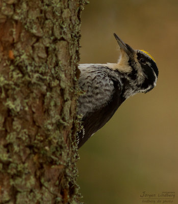Tretig hackspett [Three-toed Woodp.] (IMG_3954)