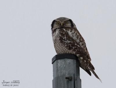 Hkuggla [Northern Hawk Owl] (IMG_3511)