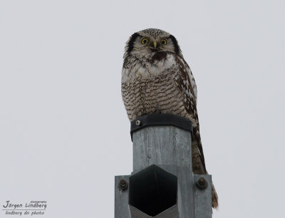 Hkuggla [Northern Hawk Owl] (IMG_3513)